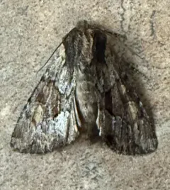 Apamea sora thumbnail 3