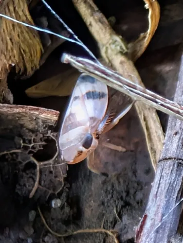 Anoscopus serratulae
