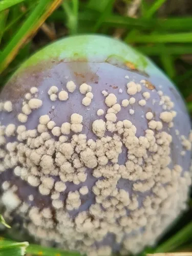 Monilinia fructigena
