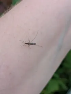 Walker's Anopheles thumbnail 4