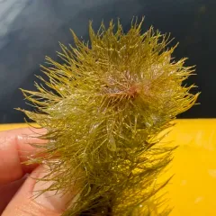 Broadleaf Water-milfoil thumbnail 4