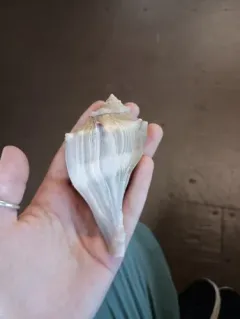 Knobbed Whelk thumbnail 4