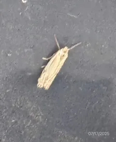 Goldenrod Pelochrista Moth thumbnail 4