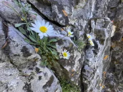 Cronquist's Fleabane thumbnail 2