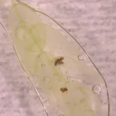 central sphagnum moss thumbnail 3