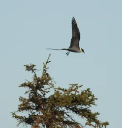 Long-tailed Jaeger thumbnail 4