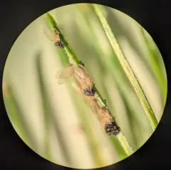 Pine Leaf Adelgid thumbnail 4