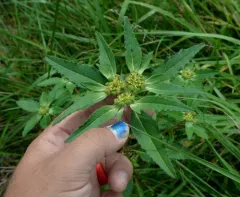 green poinsettia thumbnail 2