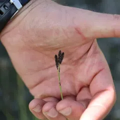 goosegrass sedge thumbnail 4