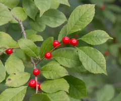 winterberry holly thumbnail 3