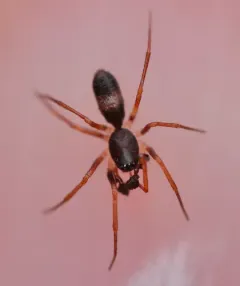 Ant Sheet-web Weaver thumbnail 3