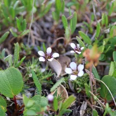 Arctic Stitchwort thumbnail 4