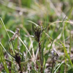 Arctic Gentian thumbnail 3