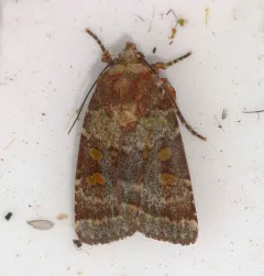 Abagrotis pulchrata thumbnail 4