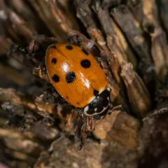 Variegated Lady Beetle thumbnail 3