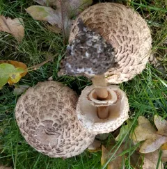 Shaggy Parasol thumbnail 3