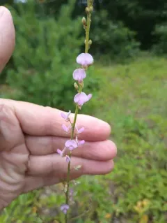 sessileleaf ticktrefoil thumbnail 4