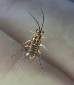 Locust Sawfly thumbnail 3