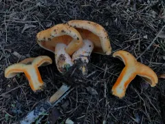 Lactarius aestivus thumbnail 1