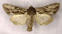 Spalding's Quaker thumbnail 3