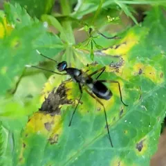 Taeniaptera trivittata thumbnail 4