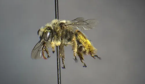 Diadasia nitidifrons