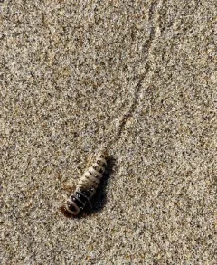 Pictured Rove Beetle thumbnail 3