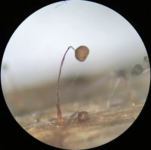 Cribraria cancellata