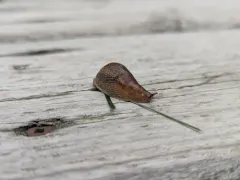 Northern Dusky Slug thumbnail 4
