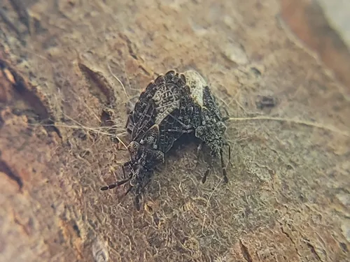 Aradus insolitus