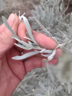 Trirhabda attenuata thumbnail 3
