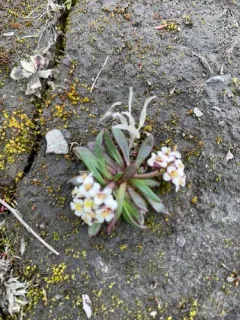 Smooth Rockcress thumbnail 3