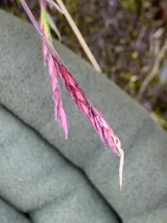 Shortleaf Hairgrass thumbnail 3