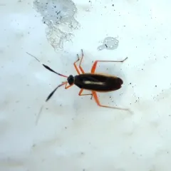 Garganus fusiformis thumbnail 3