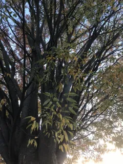 Japanese zelkova thumbnail 4