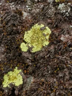 Alpine Dot Lichen thumbnail 2