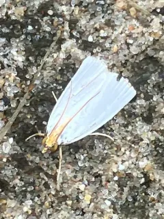 Mother-of-Pearl Moth thumbnail 3