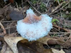 Hypomyces armeniacus thumbnail 4