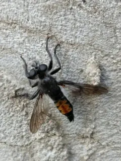Orange-patched Laphria thumbnail 4