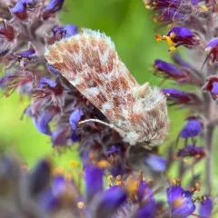 Leadplant Flower Moth thumbnail 2