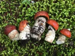 Leccinum ponderosum thumbnail 2