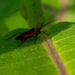 Lopidea instabilis thumbnail 4