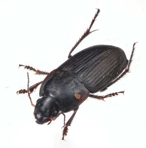 Rustic Harp Ground Beetle