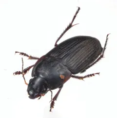 Rustic Harp Ground Beetle thumbnail 1