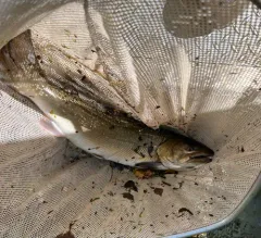 Bull Trout thumbnail 3