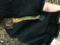 Tolypocladium longisegmentatum thumbnail 2