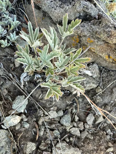 Colorado Cinquefoil