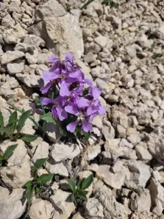 Uinta parrya thumbnail 2