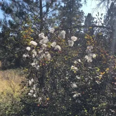 Western White Clematis thumbnail 2