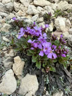 Uinta parrya thumbnail 3